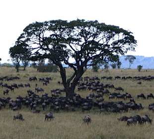 Gnus in der Masai Mara