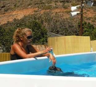 Schwimmen mit Seelöwen