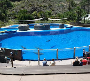 Delphinarium