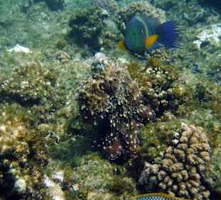 Schnorcheln Marsa Alam