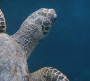 Schildkröte nachmittags am Nordriff