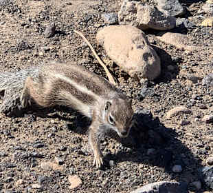 Wandern Bergsender Jandia