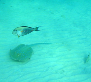 Doktorfisch und Blaupunktrochen