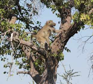 Pavian im Mudumu Nationalpark
