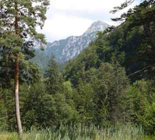 Der Säuling vom Park gesehen