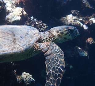 Schildkröte