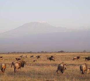 Tierwelt im Nationalpark