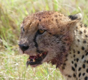 Da hat es der Leopard Dame geschmeckt 