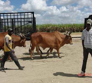 Arbeiter bei der Zuckerrohrernte