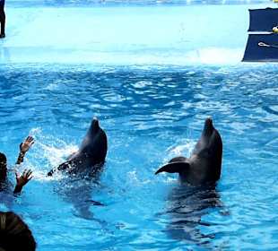 Delfinen Show