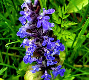 Wunderschöne Pflanze