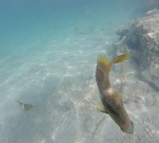 Schnorcheln Hurghada