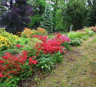 Rhododendron in voller Blüte