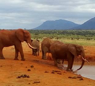 Tsavo-East-Safari. Die berühmten Roten Elefanten!