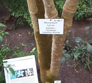 Tropicarium - Feuchte Tropen