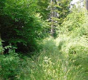 Weg zum Klettersteig