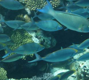 Schwarm am Außenriff, Kaninchenfische; Langnase