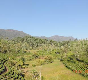 Die Teeplantagen im Hochland 