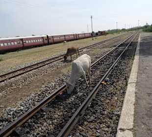 Kühe sind selbst auf den Gleisen anzutreffen