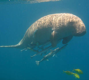 Dugong in Mubarak beim schnorcheln