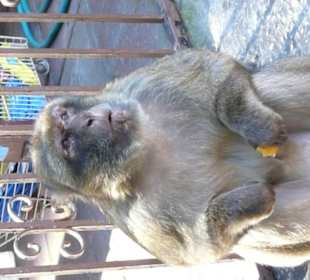 Macachi a Gibilterra