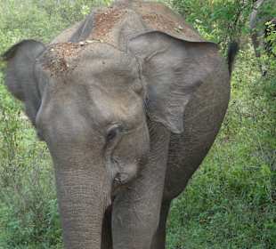 Nationalpark Udawalawe