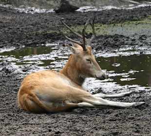 Serengeti Park Hodenhagen