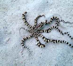 А вот и редкость! Hotel Tropitel Sahl Hasheesh