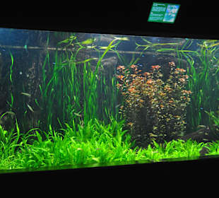 Tropen-Aquarium Hagenbeck