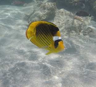 Schnorcheln Marsa Alam