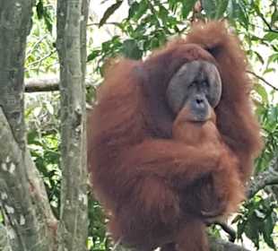 Orang Utan