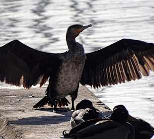 Kormoran im Hafen beim Sonnenbaden