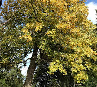 Im nahegelegener Kurgarten...