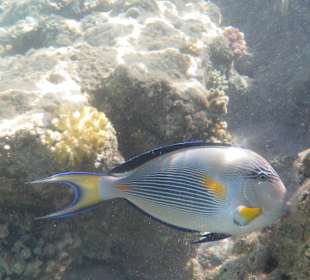 Hotel BEACH Albatros Resort & Spa