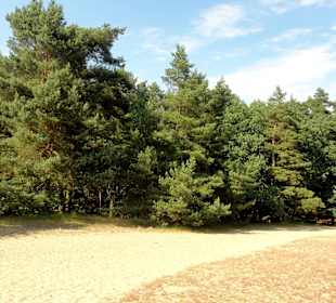 Die Verdener Dünen im Stadtwald