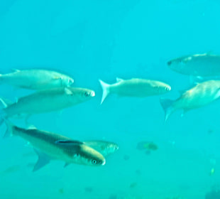 Schnorcheln Hurghada