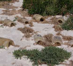 Домики пингвинов