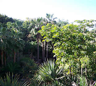 Imponująca roślinność w Jungle Park.