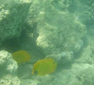 Und noch mehr süsser Fische