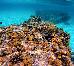 Schnorcheln Marsa Alam