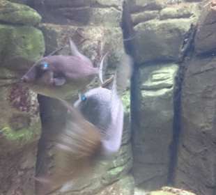 Fische