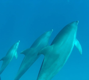 Delfinausflug mit Morgenland Reisen Marsa Alam