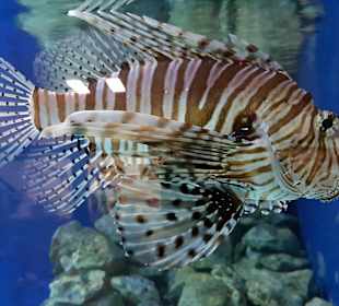 Meeresaquarium am Fichtelberg