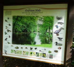 Informationstafel im Eversten Holz
