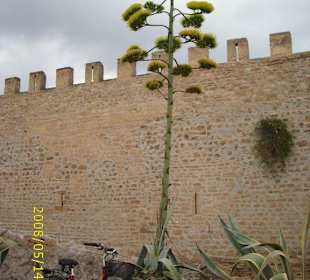 Schöne Ansicht der Stadtmauer von Alcudia