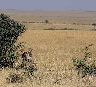 Masai Mara