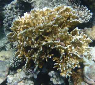 Hausriff am Makadi Palace / Makadi Spa Hotel