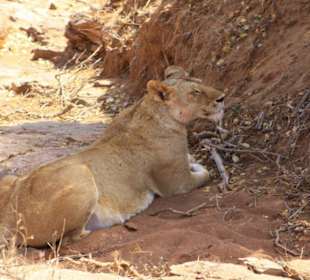 Löwin, nachdem sie ein Zebra gerissen hatte