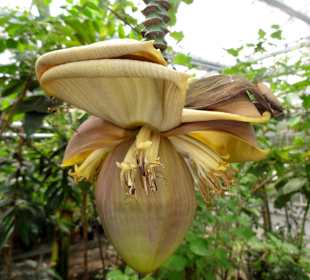 Exotischer Fruchtstand