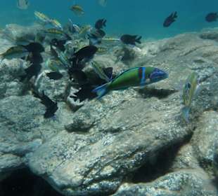 Fische rund um Tarajalejo